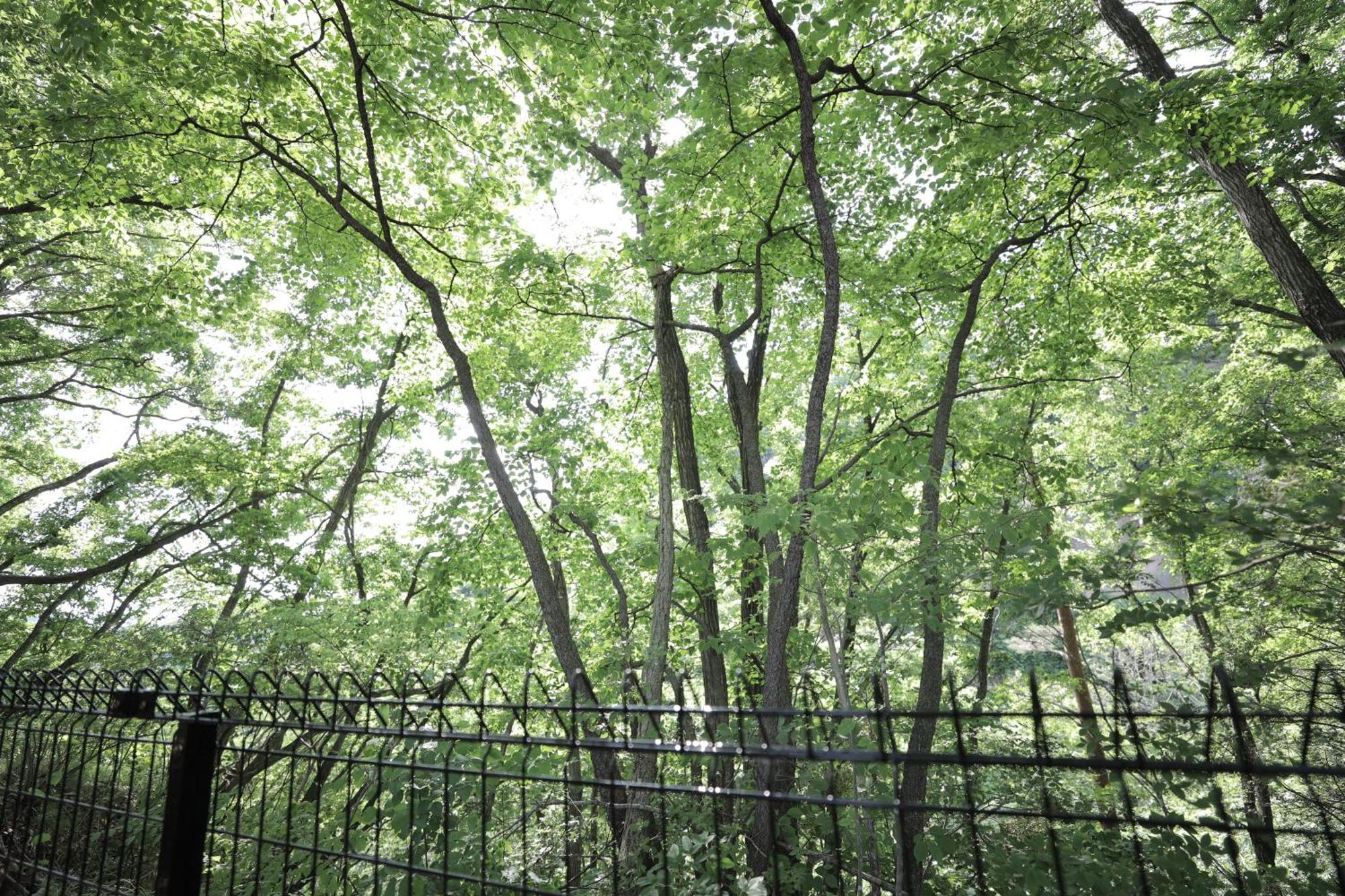 Sauna Forest Cabin 軽井沢 御代田　Mori-Asobi Oiwake Eksteriør billede